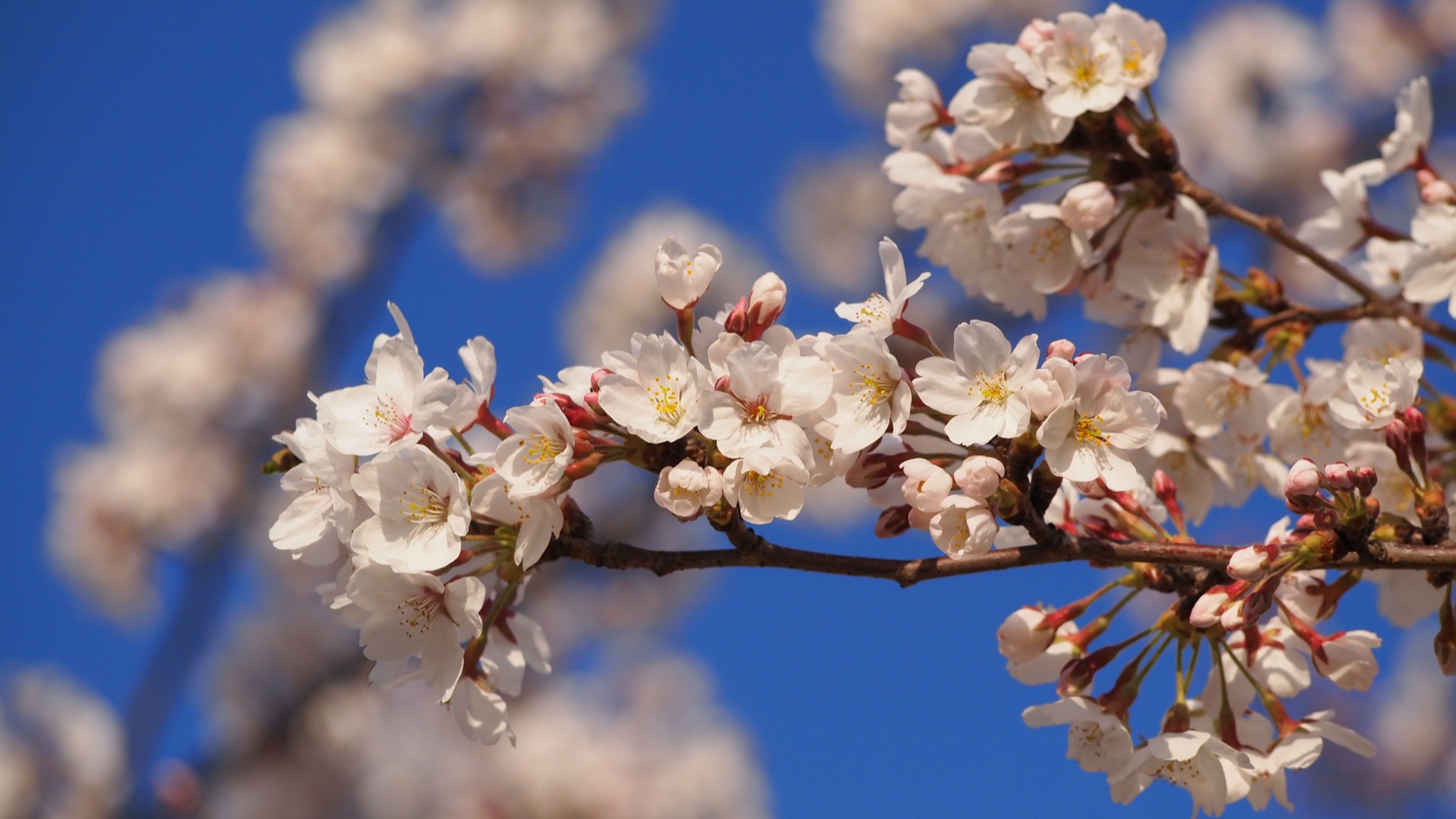 近所の桜とか_a0034773_2394070.jpg