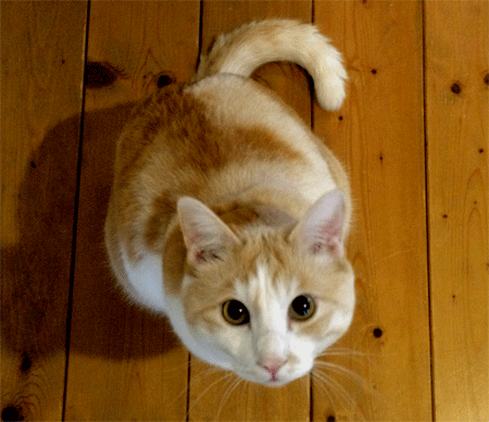 c0196673_17271938.gif