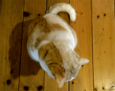 c0196673_17281286.gif