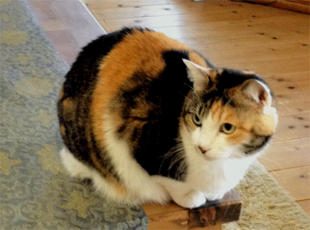 c0196673_17285976.gif