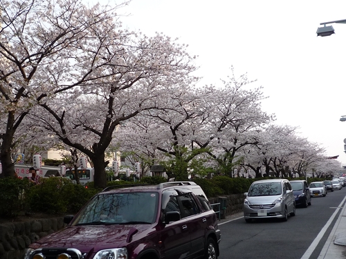 2012 鎌倉桜情報 ... その6 まだまだ綺麗な鎌倉の桜、平日は　　こんな感じ_d0166373_12948100.jpg