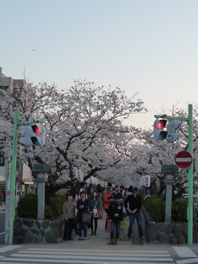 2012 鎌倉桜情報 ... その6 まだまだ綺麗な鎌倉の桜、平日は　　こんな感じ_d0166373_136245.jpg