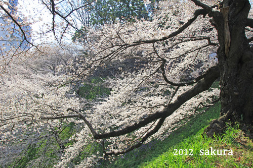 sakura_d0218074_819612.jpg