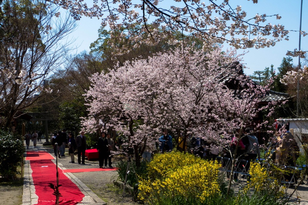 4/8　京都・宗像神社_e0174074_694675.jpg