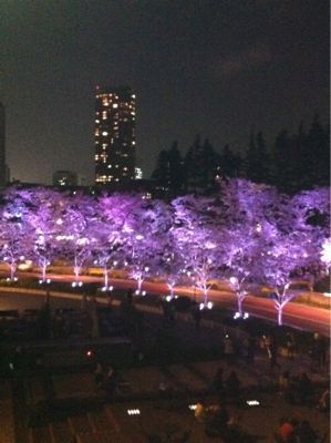 ミッドタウンの夜桜_a0142478_355440.jpg