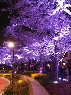 ミッドタウンの夜桜_a0142478_355663.jpg