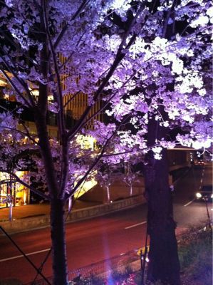 ミッドタウンの夜桜_a0142478_355792.jpg