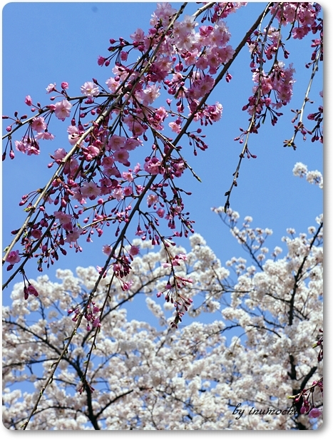 桜の天井_e0156083_645572.jpg