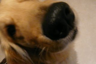 2012年4月11日 ロキソニンきかない。。_b0098584_21131164.jpg