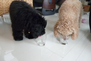 2012年4月11日 ロキソニンきかない。。_b0098584_2195832.jpg