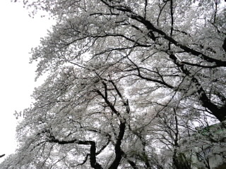稲荷山公園の桜は思い出の桜_d0027486_1430126.jpg