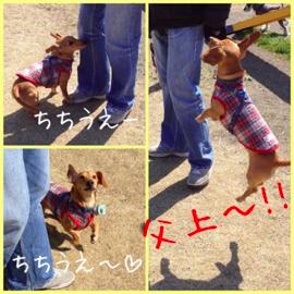 再び参上！世界の名犬牧場へGO！その２_a0181388_19571191.jpg