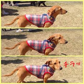 再び参上！世界の名犬牧場へGO！その２_a0181388_1957264.jpg