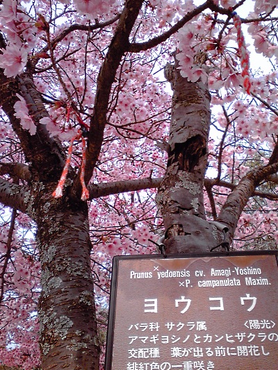 さくら ・ 桜 ・ sakura_e0252888_1483322.jpg