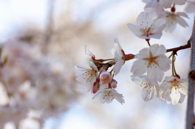 京都御所の糸桜　2012_b0080789_203109.jpg