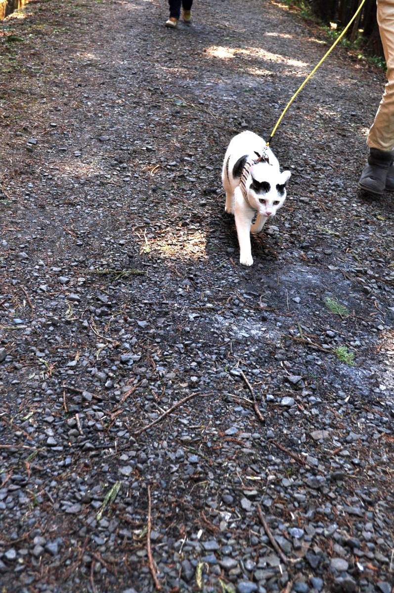 かたくり山公園は紫の絨毯です_a0011690_22221292.jpg