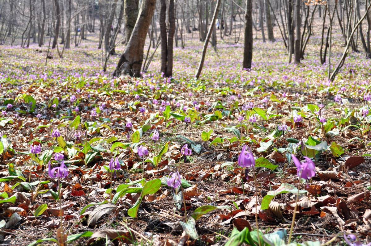 かたくり山公園は紫の絨毯です_a0011690_2285513.jpg