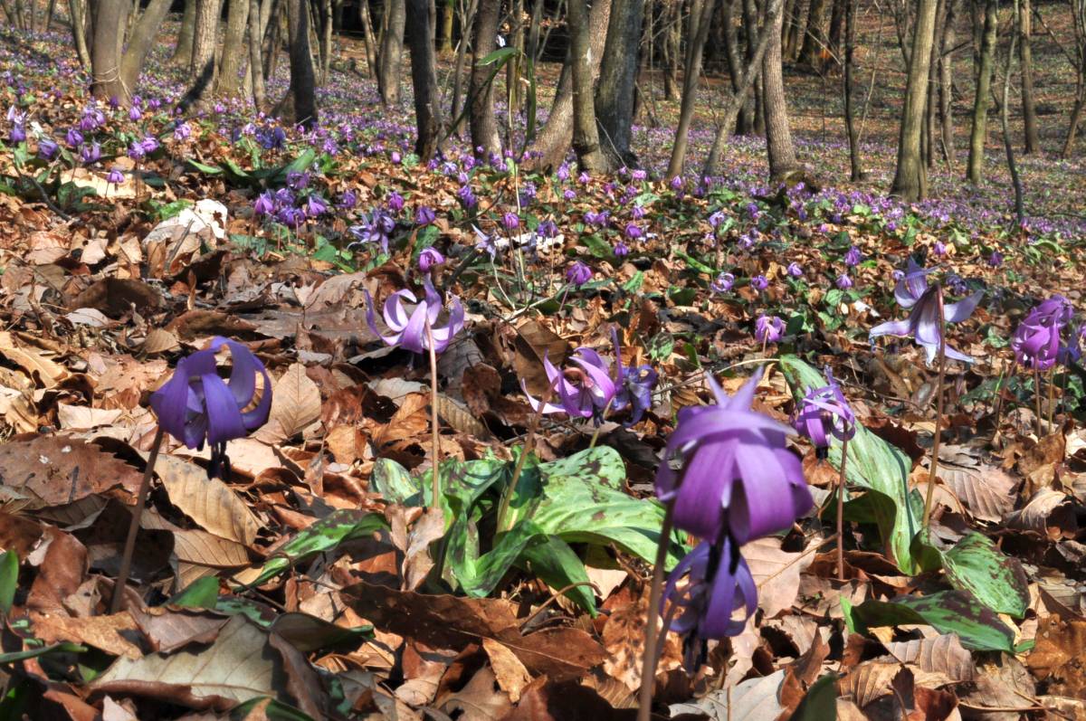 かたくり山公園は紫の絨毯です_a0011690_2285525.jpg