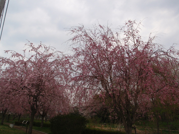 d0034291_1551527.jpg