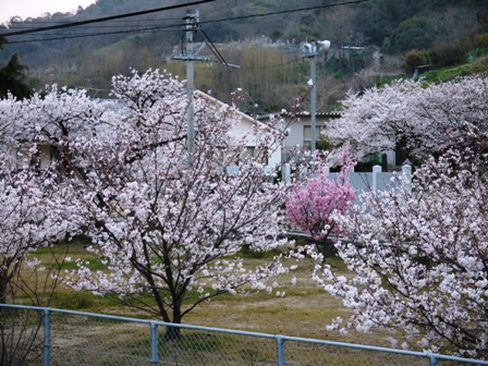 桜の下でランチ_c0115092_9571132.jpg