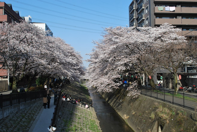 桜散歩(○´ｪ｀○)_e0172592_16154295.jpg