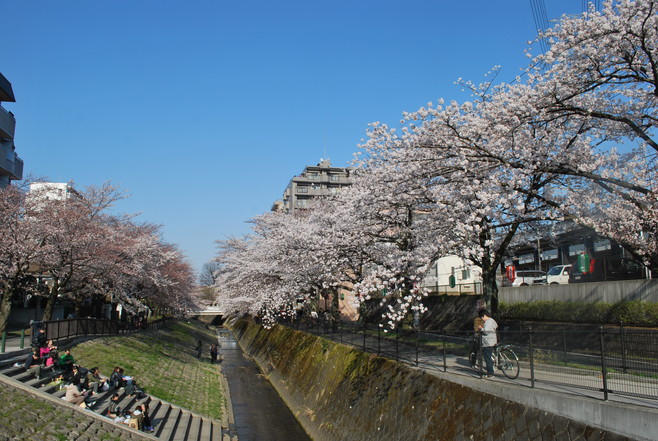 桜散歩(○´ｪ｀○)_e0172592_16165245.jpg