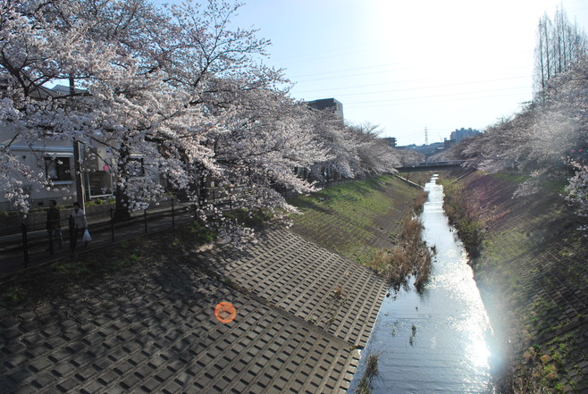 桜散歩(○´ｪ｀○)_e0172592_16174644.jpg