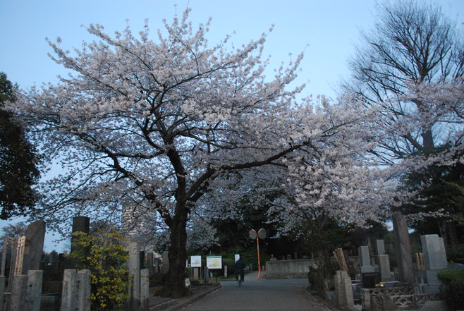 桜散歩(○´ｪ｀○)_e0172592_1619071.jpg