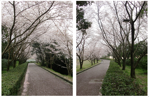 西条市丹原総合運動公園の桜_f0212993_8233583.png