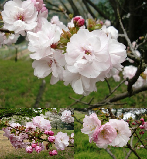 西条市丹原総合運動公園の桜_f0212993_824693.png