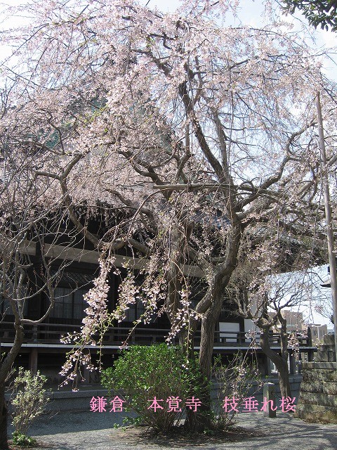 桜を想う　そして　鎌倉の桜_c0087094_1611691.jpg