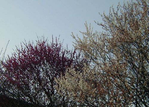 ●紅白と紅白混じりの梅_d0053294_056163.jpg