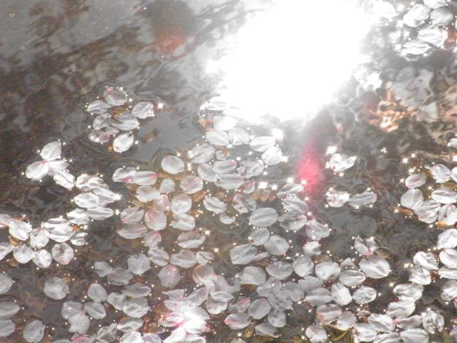 b0198195_1691217.jpg