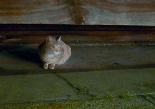 ボヘミアン 紋章エナメルグラス_c0108595_23461119.jpg