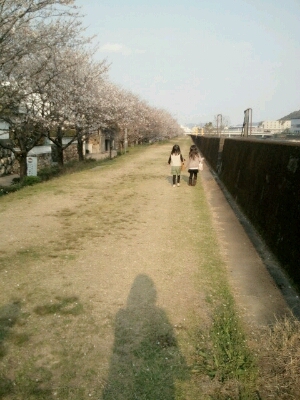 大好きな桜道_c0125496_1134735.jpg