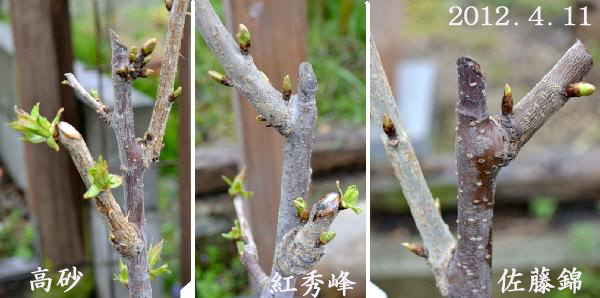 「鉢植え桜桃」、２年目と、今年の新苗、現況を見てみる_d0122497_13593481.jpg