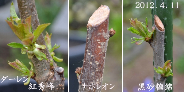 「鉢植え桜桃」、２年目と、今年の新苗、現況を見てみる_d0122497_14454467.jpg