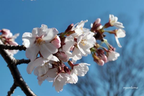 sakura_e0199197_0452979.jpg