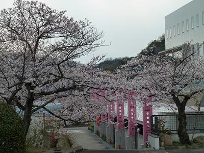 神戸の桜2012　水の科学博物館　平野浄水場の桜_b0051598_2285437.jpg