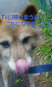 緊急速報！保護わん　愛媛 ＜転載＞_f0176499_0304422.jpg