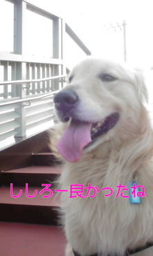 緊急速報！保護わん　愛媛 ＜転載＞_f0176499_0343864.jpg