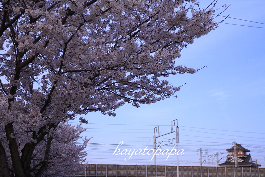 桜とドクターイエローと清洲城 隼人パパの新幹線ブログ 桜とドクターイエローと清洲城 隼人パパの新幹線ブログ