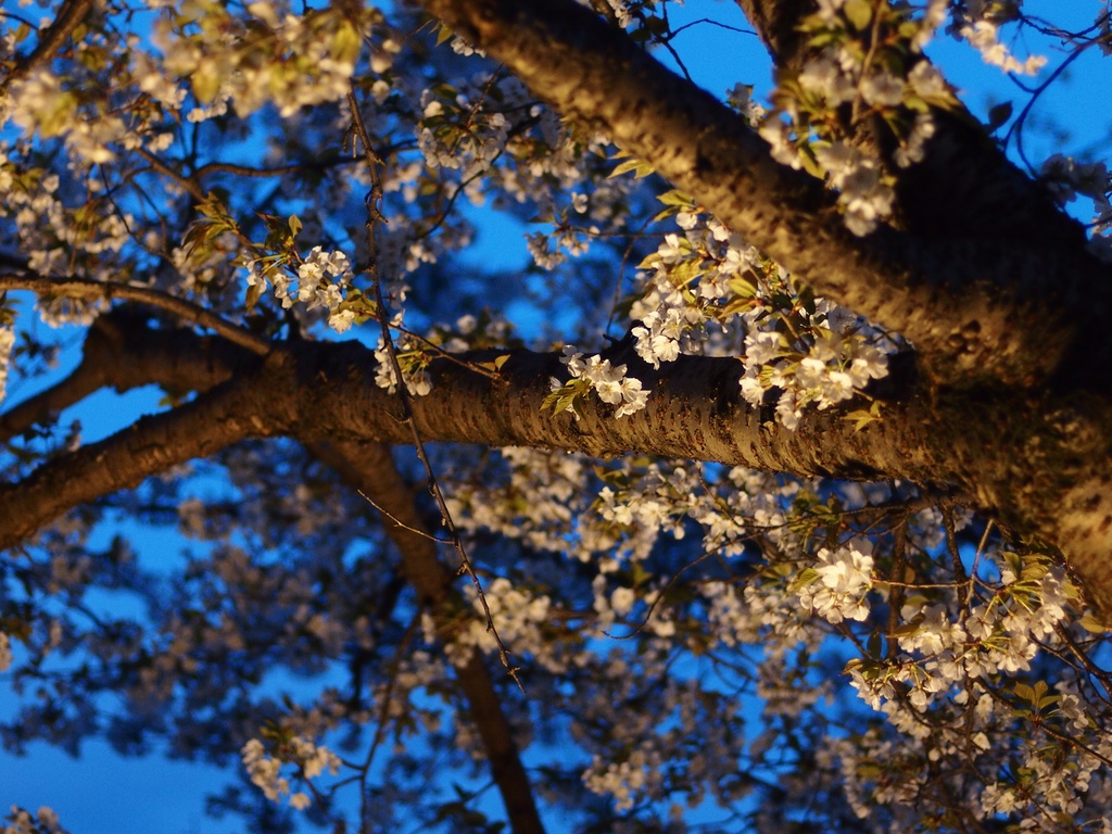 大阪城周辺の桜 ④ _b0138101_20494975.jpg