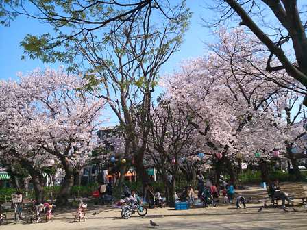 桜。_c0182302_2038313.jpg