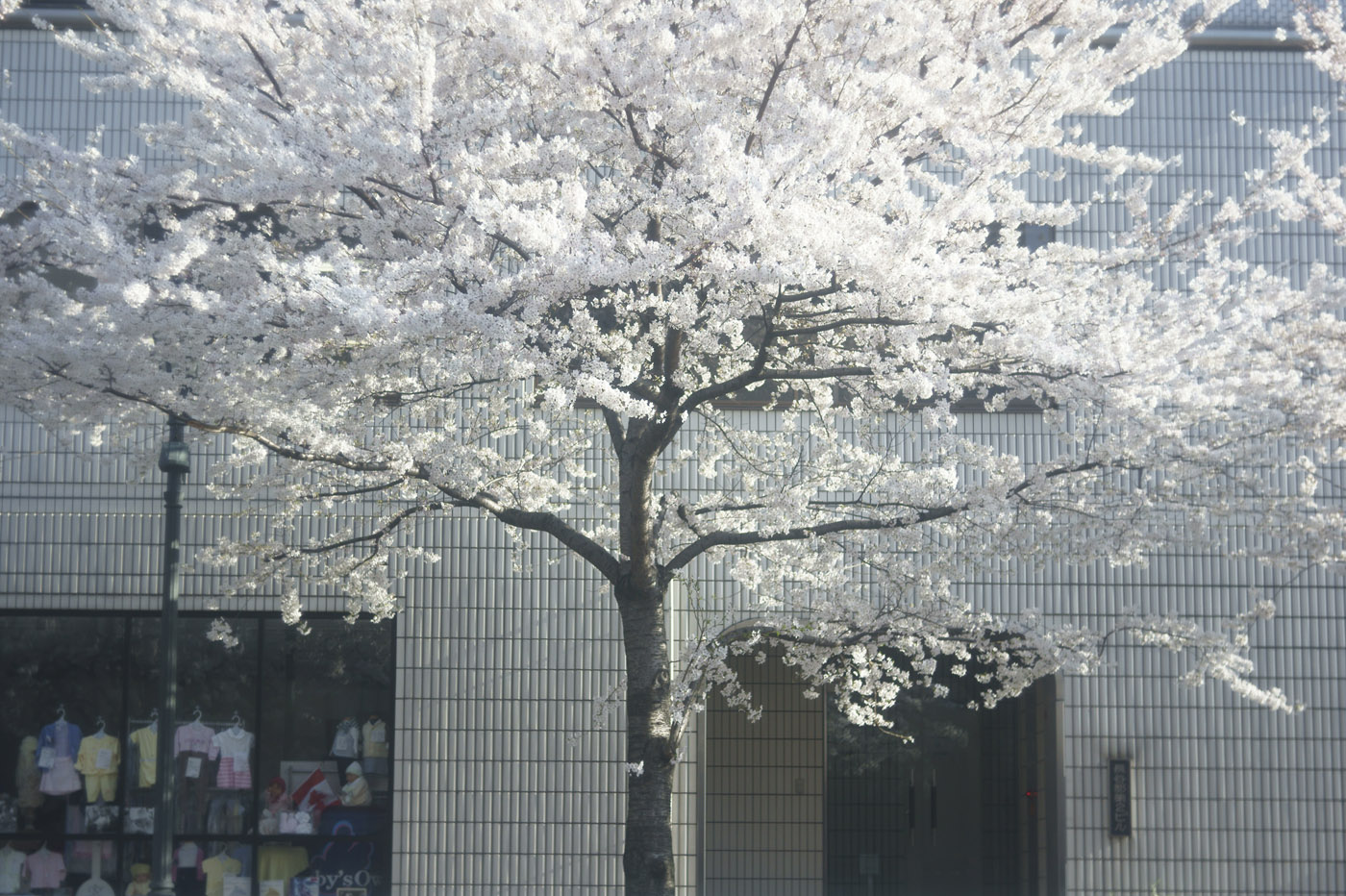 ２０１２、広尾の桜、その５。_c0120903_1592432.jpg