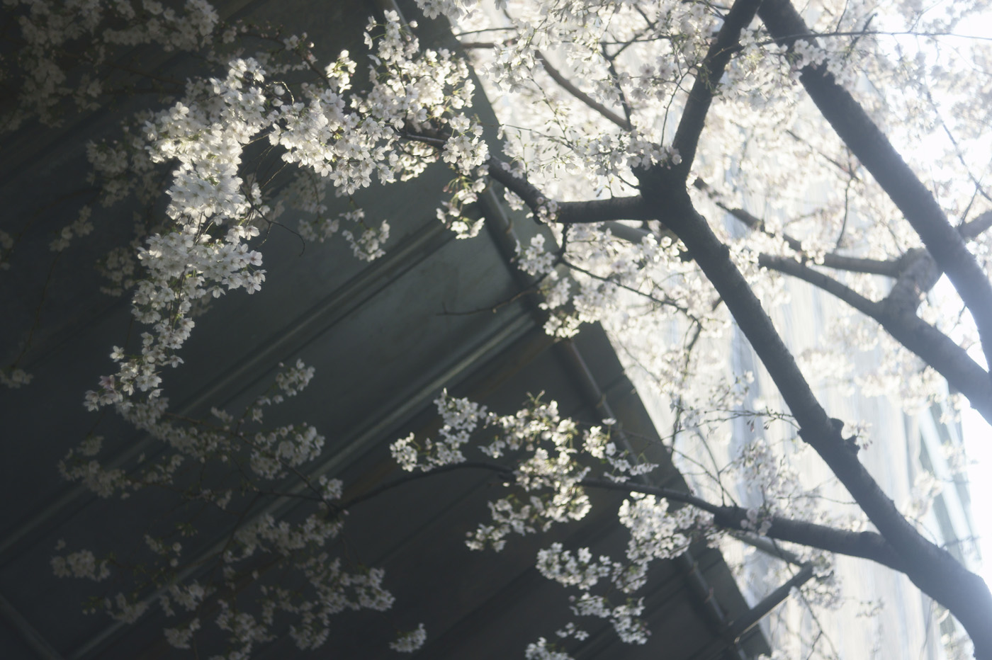 ２０１２、広尾の桜、その５。_c0120903_1595836.jpg