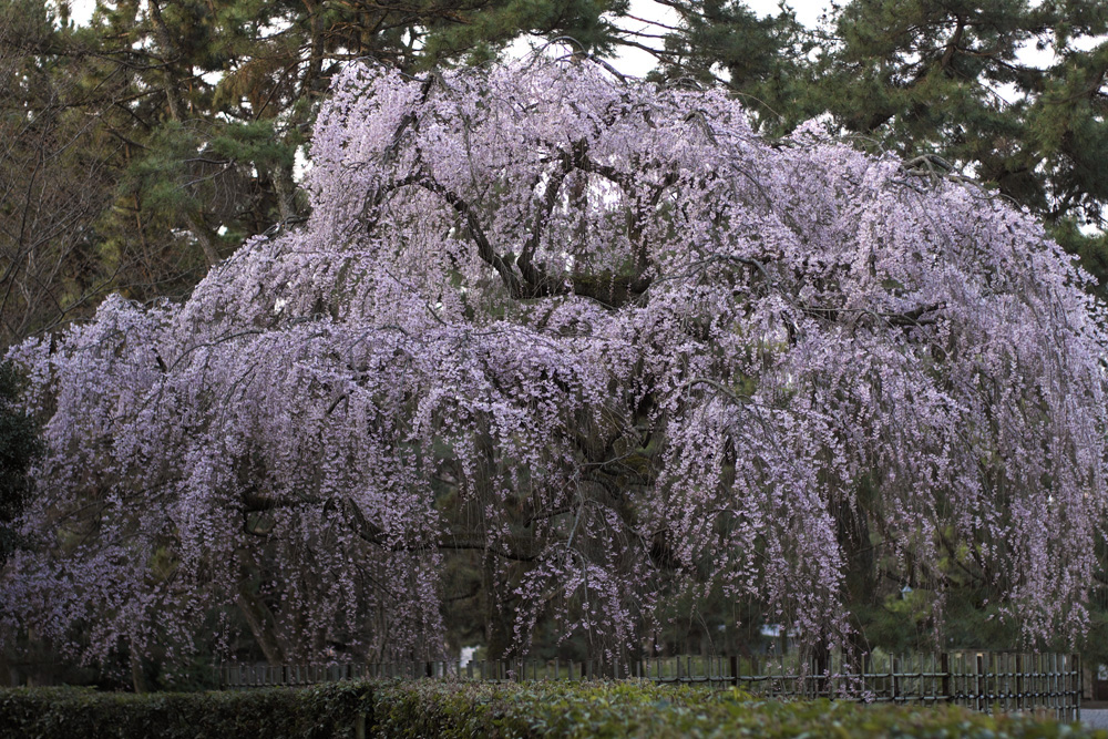 再び京都御苑・出水のしだれ桜_b0221605_123028100.jpg