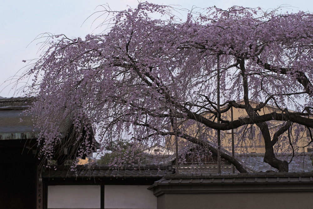 再び京都御苑・出水のしだれ桜_b0221605_1243258.jpg