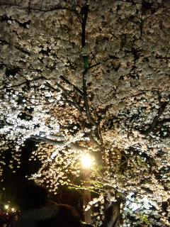 夜桜_f0042307_1175621.jpg