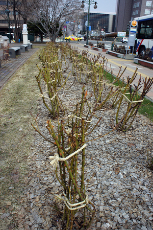 f0160407_514258.jpg